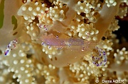 Actinodendron glomeratum Periclimenes tosaensis-Moga Island Bopa 3-11m-20180529-Denis-ADER-DSC_1959_tn
